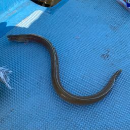 ホタテウミヘビ