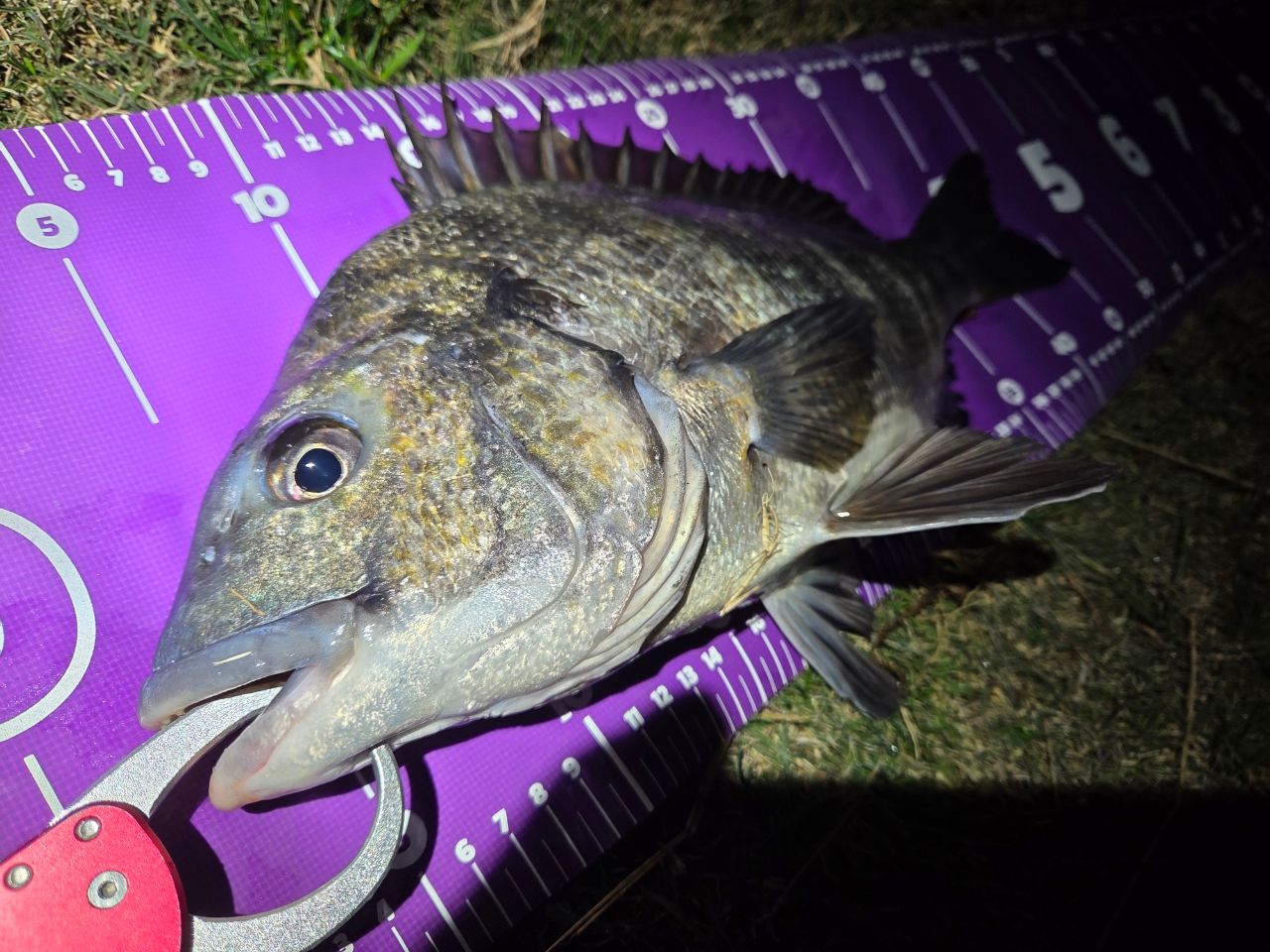 DAIWA 21モアザン ブランジーノ EX AGS 94LMLの最安値・インプレ・釣果