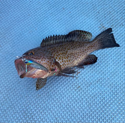 オオモンハタの釣果