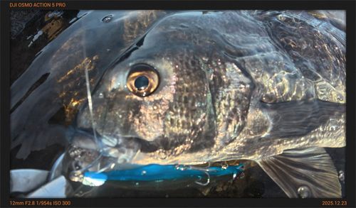 クロダイの釣果