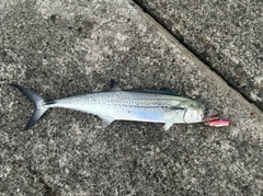 サゴシの釣果