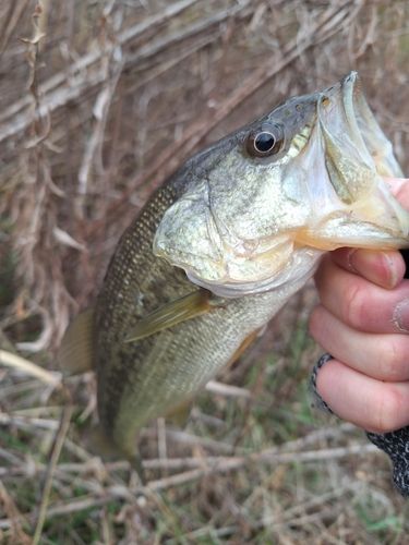 印旛沼中央排水路