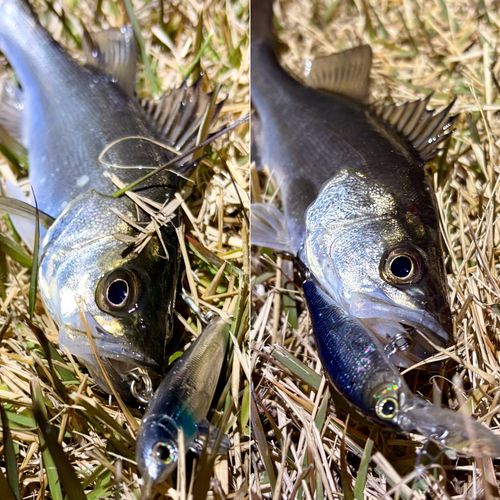 セイゴ（マルスズキ）の釣果