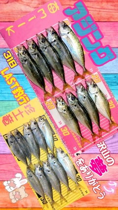 アジの釣果