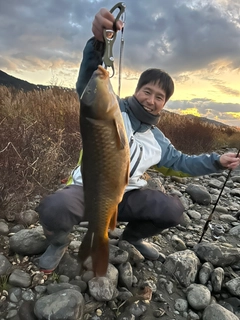 コイの釣果