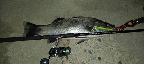 ヒラスズキの釣果