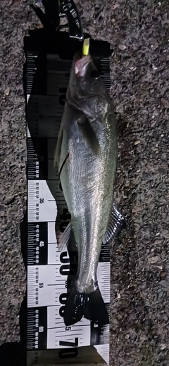 マルスズキの釣果