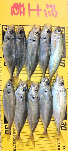 アジの釣果