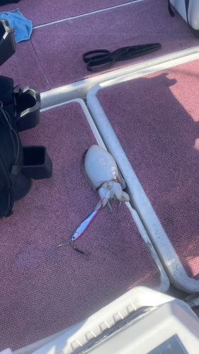 シリヤケイカの釣果