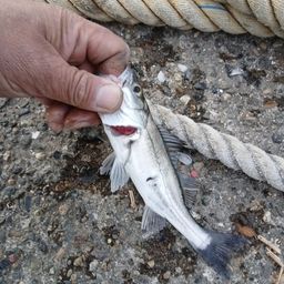 セイゴ（マルスズキ）