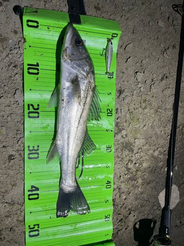 マルスズキの釣果