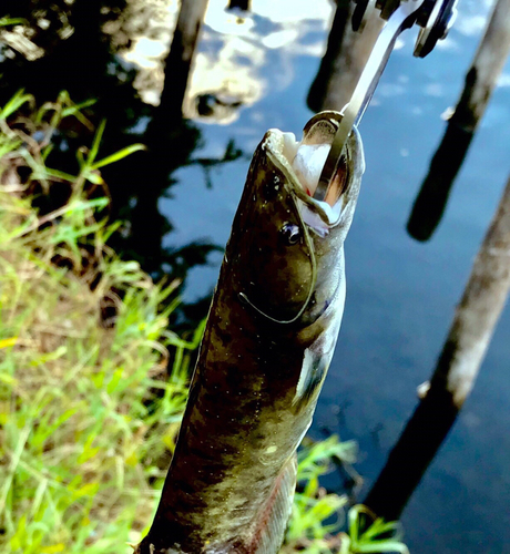 ナマズの釣果