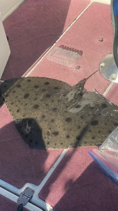 ツバクロエイの釣果
