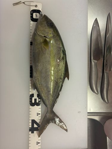 ヒレナガカンパチの釣果