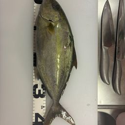 ヒレナガカンパチ