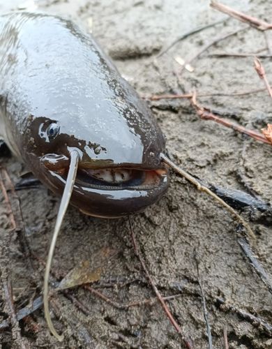 ナマズの釣果
