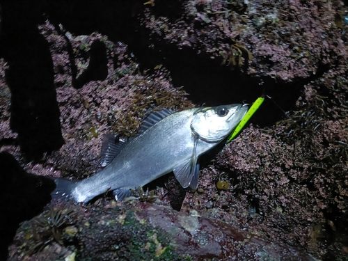 セイゴ（ヒラスズキ）の釣果