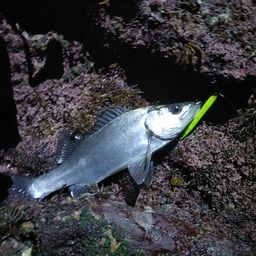 セイゴ（ヒラスズキ）