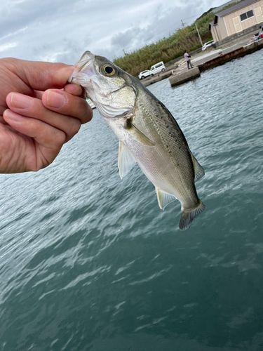 セイゴ（マルスズキ）の釣果