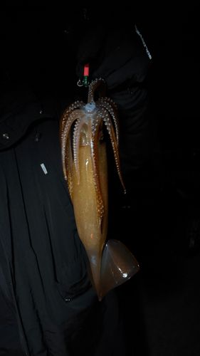 イカの釣果