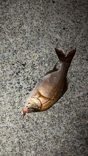 アオタナゴの釣果