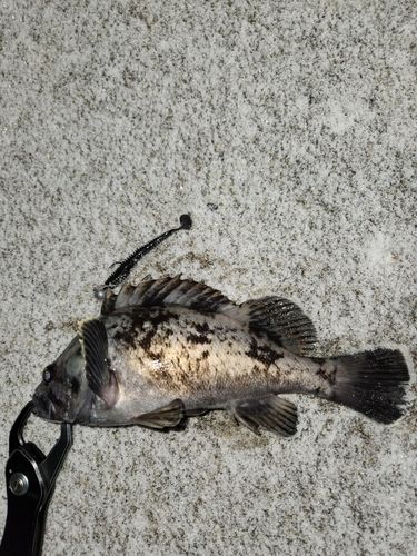 アイナメの釣果