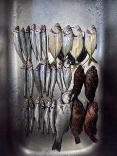 アナハゼの釣果
