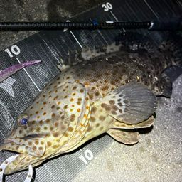 チャイロマルハタ