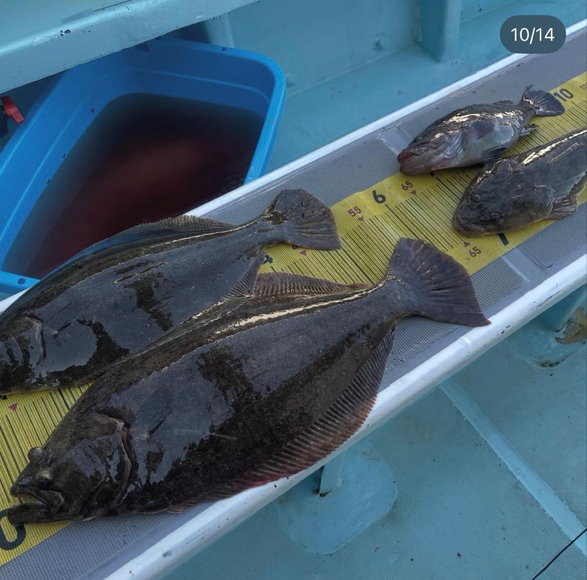 釣果上々さんの釣果 2枚目の画像