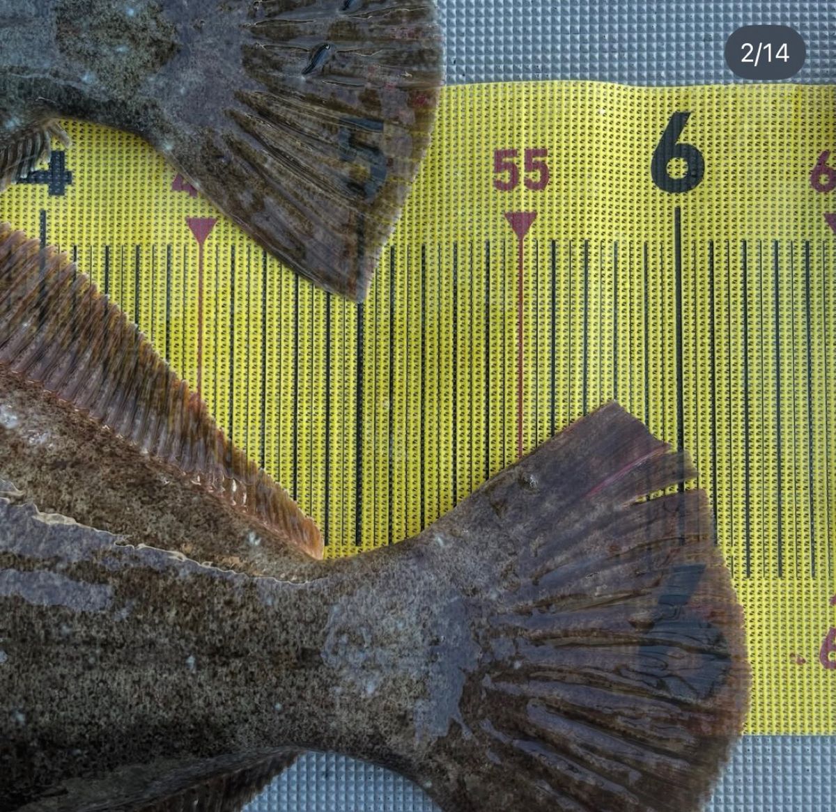 釣果上々さんの釣果 3枚目の画像