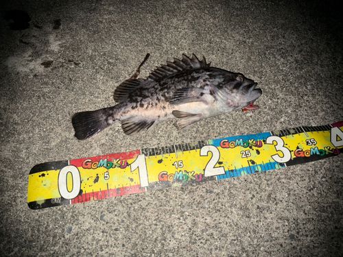 クロソイの釣果