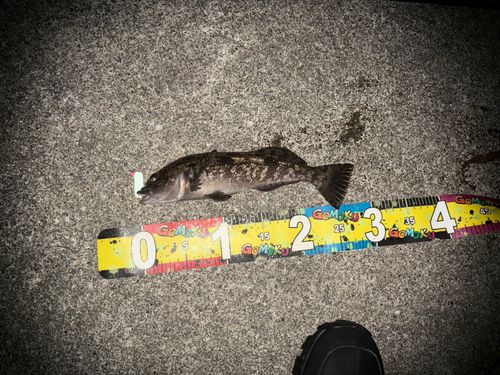 アイナメの釣果