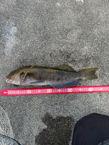 アイナメの釣果