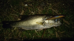 ラージマウスバスの釣果