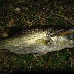 ラージマウスバス