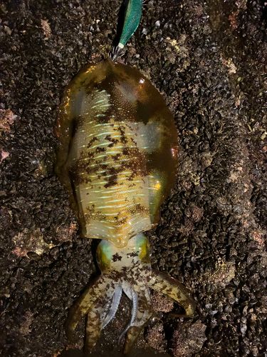 アオリイカの釣果