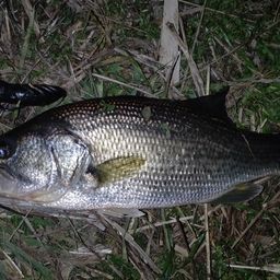 ラージマウスバス