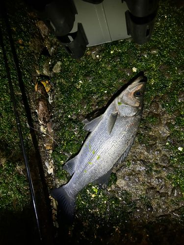 フッコ（ヒラスズキ）の釣果