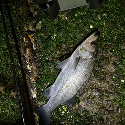 フッコ（ヒラスズキ）