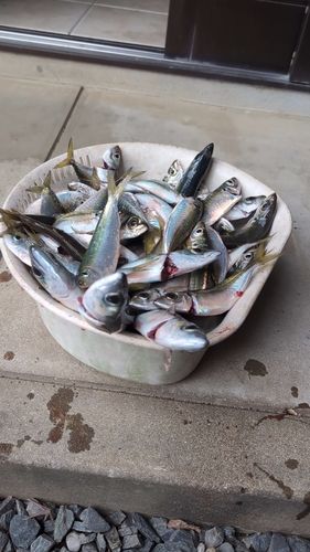 アジの釣果