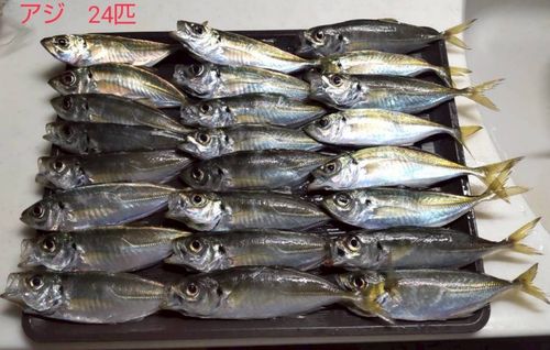 アジの釣果