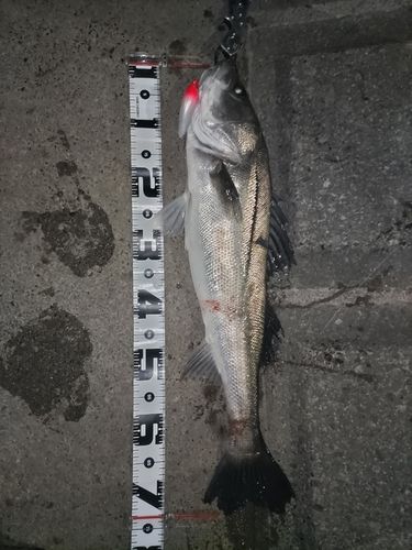 シーバスの釣果