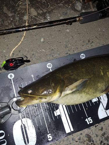 ナマズの釣果