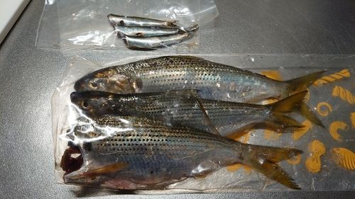 若洲海浜公園海釣り施設