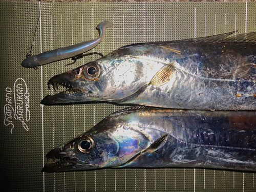 タチウオの釣果