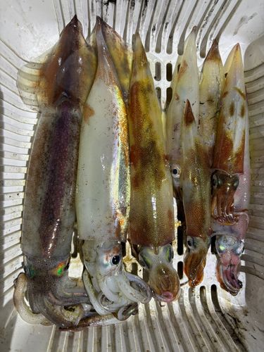 三陸海岸（岩手）