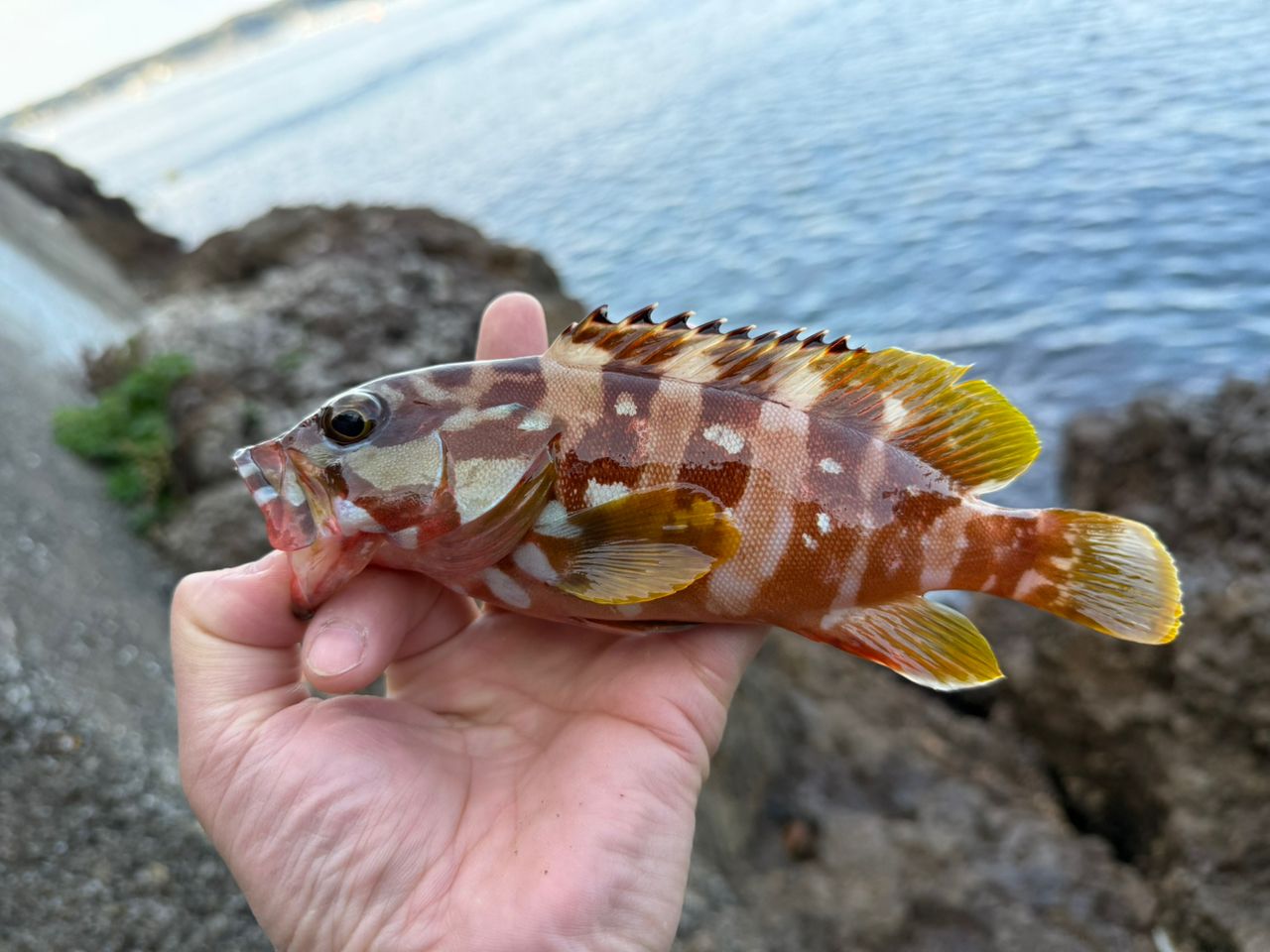 MajorCraft 23ロックライバー 5G RV5-802MH/Bの最安値・インプレ・釣果