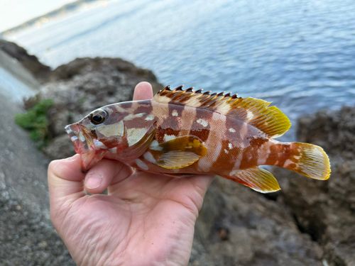 アカハタの釣果