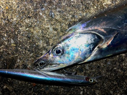 タチウオの釣果