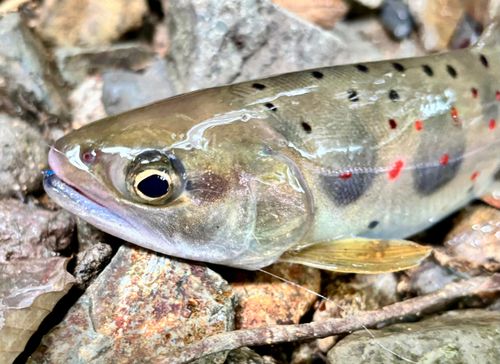 白賀釣センター